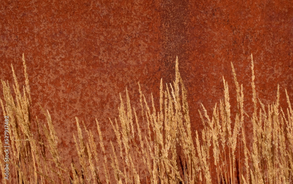 Fototapeta premium Trockene Gräser vor einer Metallfläche