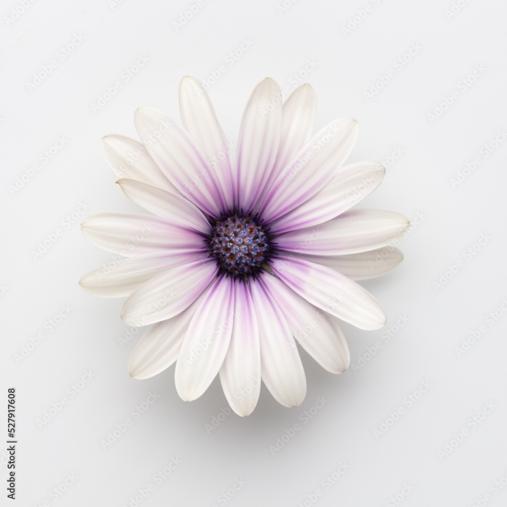 Obraz premium Flower on white background with copy space. Floral close-up.