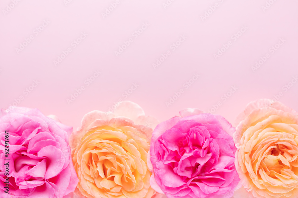 Blurred background with rose. Copy space for your text. Mock up template. Can be used for wallpaper, wedding card. Blurred background with rose. Copy space for your text. Mock up template. Can be used for wallpaper, wedding card.