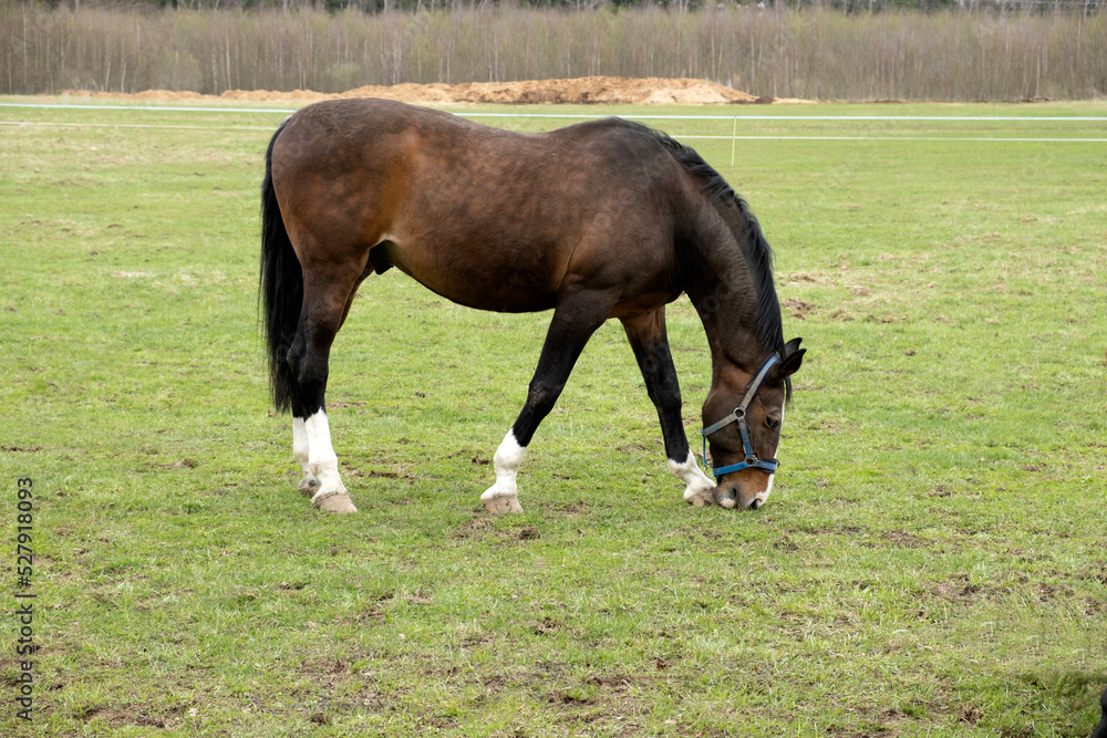 A big brown horse grazes in a meadow and grazes the grass.