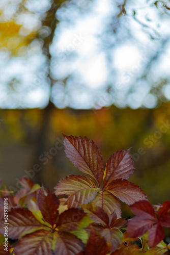 Red and green leaves of Parthenoc ssus quinquefolia Virginia creeper . Multicolored leaves of wild grapes in autumn. Copy space photo