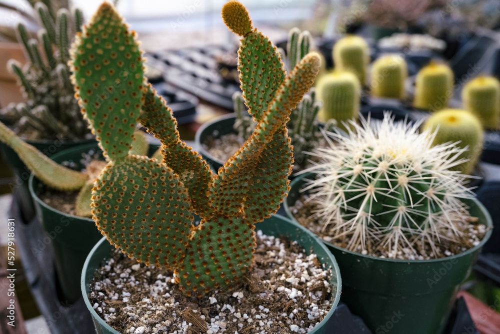 Prickly Pear bunny ear cactus succulent among other succulents in a greenhouse Prickly Pear bunny ear cactus succulent among other succulents in a greenhouse