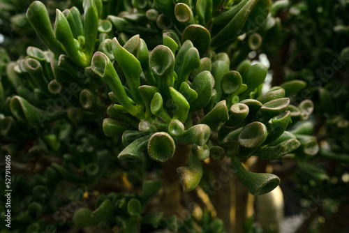 Crassula ovata jade ET fingers or Shrek plant