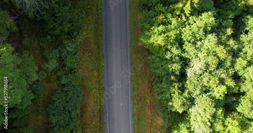 Establishing shot of a street in a summer forest