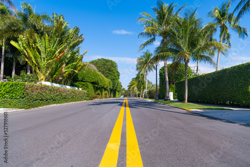 empty route with yellow marking and palm trees on avenue photo