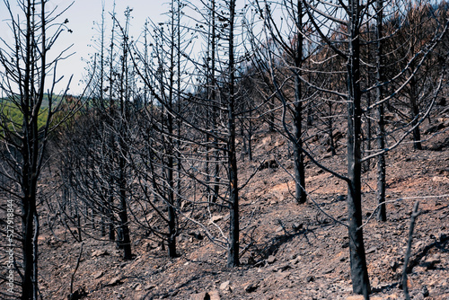 Obraz na płótnie Burned down forest in Marmaris, Turkey.