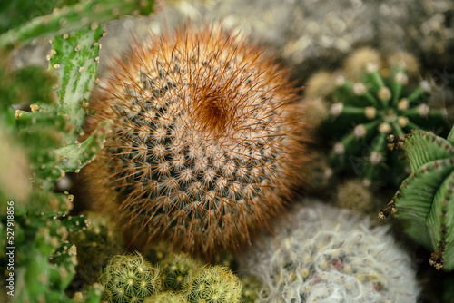 Spiny pincushion cactus in succulent garden