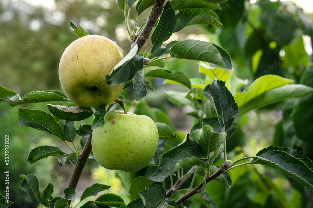 Green apples on tree Green apples on tree