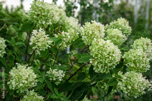 Spring hydrangea blooming