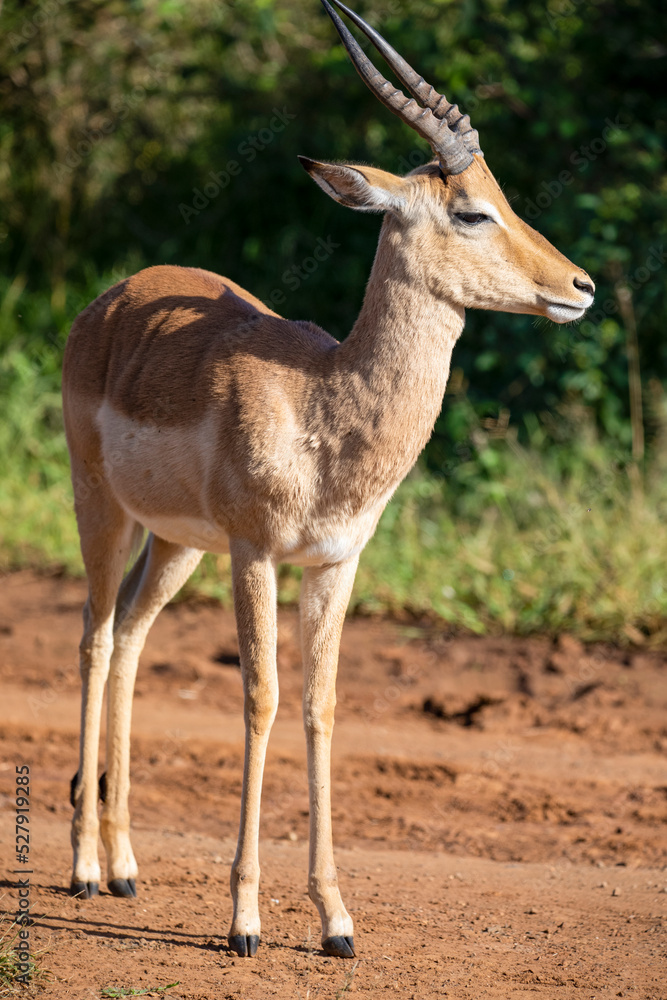 An impala is an African antelope from the African savannah of South Africa, this herbivorous wild animal lives wild and free with other animals in Africa. An impala is an African antelope from the African savannah of South Africa, this herbivorous wild animal lives wild and free with other animals in Africa.