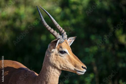 Impala head, one of the African antelopes of the African savannah of South Africa, where this herbivorous animal lives wild and free with other animals.