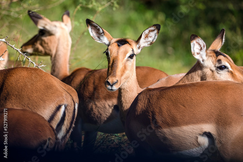 Herd of African antelopes living wild in the African savannah of South Africa in the wild and naturally these herbivorous animals are free on the African savannah.