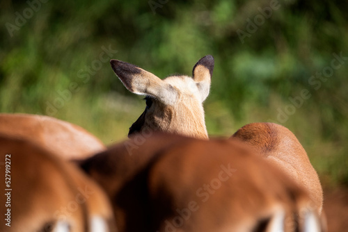 Scenario of herd of African antelopes living wild in the African savannah in freedom and naturally, these herbivorous animals are free on the African savannah.
