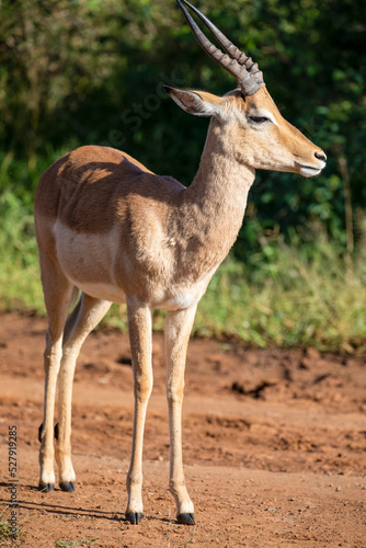 An impala is an African antelope from the African savannah of South Africa  this herbivorous wild animal lives wild and free with other animals in Africa.