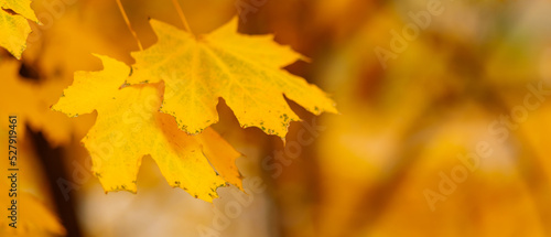 Maple leaves on a blurred background. Autumn golden maple leaves on branch. Copy space