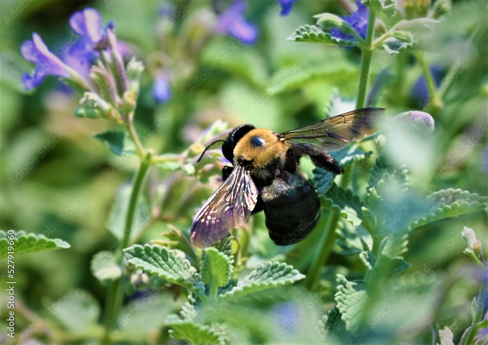 busy little bee busy little bee