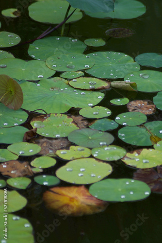 Lily pond