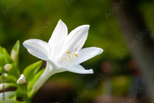 Hosta flowers. Close-up of a white Hosta flower. Flowers in a flower bed in the garden. Floral wallpaper. Selective focus. Shallow depth of field. Blurred background