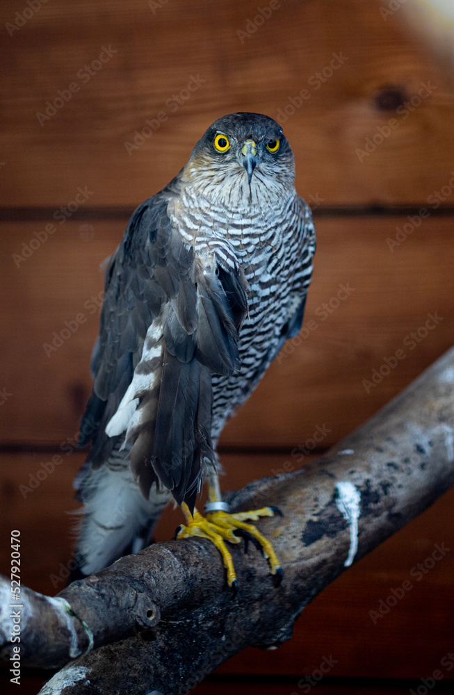 Fototapeta premium falcon on a branch