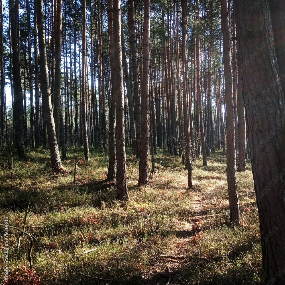 Obraz premium Forest 