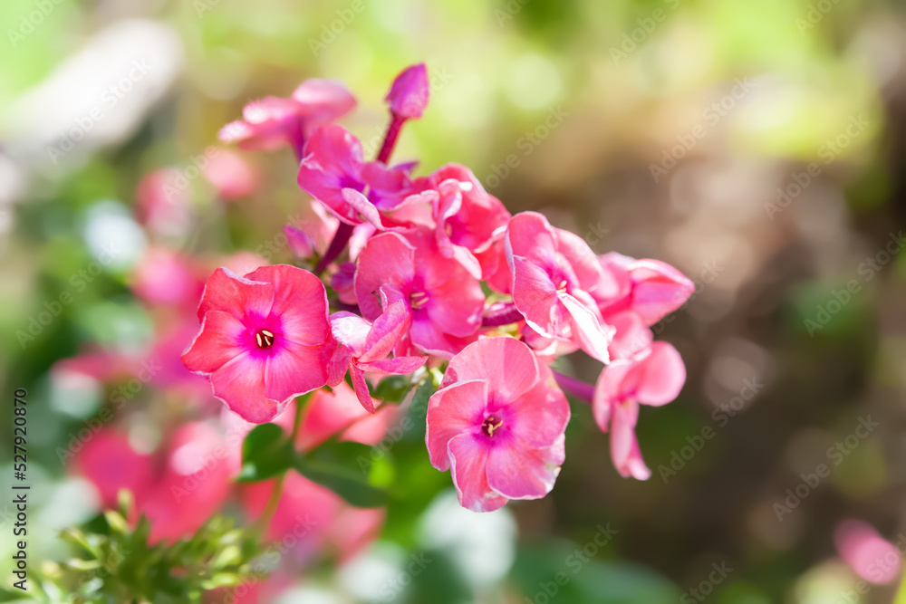 Phlox flowers. Close-up of a pink phlox flower. Flowers in the flower bed. Floral wallpaper. Selective soft focus. Shallow depth of field. Phlox flowers. Close-up of a pink phlox flower. Flowers in the flower bed. Floral wallpaper. Selective soft focus. Shallow depth of field.