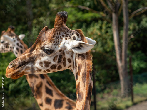giraffe in the zoo in gelsenkirchen closeup