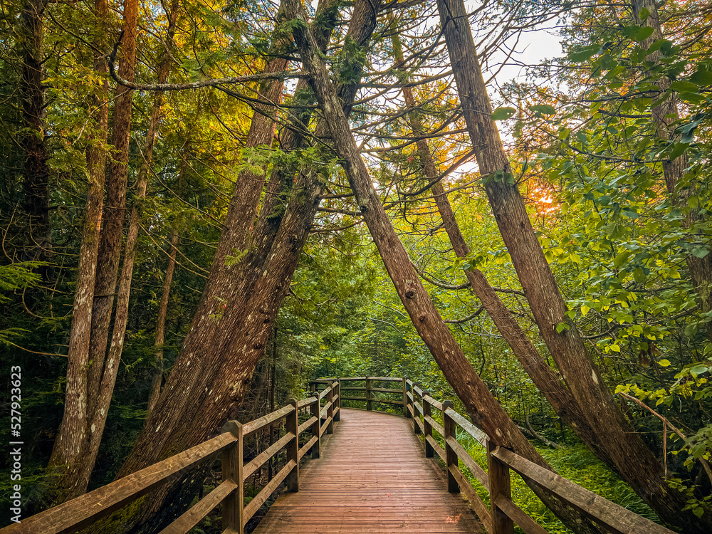 Fototapeta premium bridge in the forest