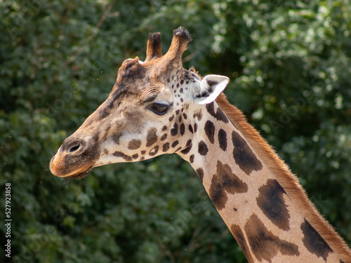 giraffe in the zoo in gelsenkirchen closeup