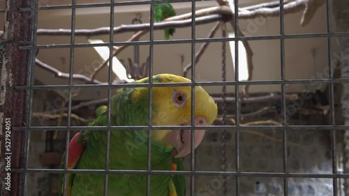 amazon parrot with yellow neck closeup. Tropical bird video