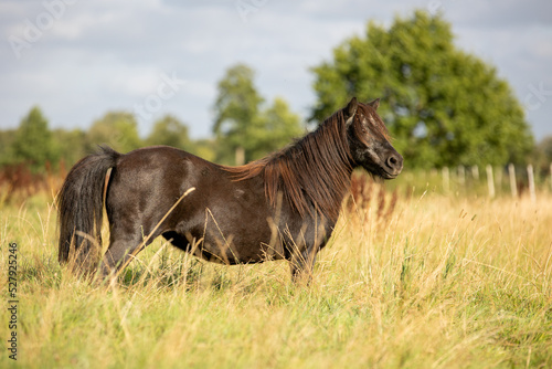 Shetty im hohen Gras