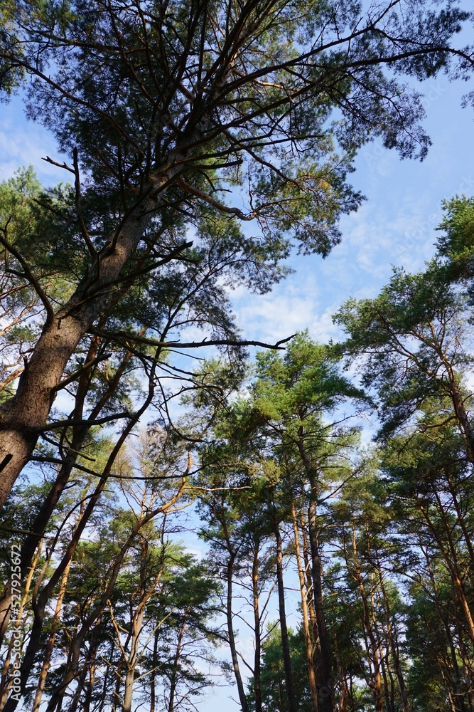 Obraz premium Looking up to the top of spruce branches towards the blue sky in the summertime. Pirita, Tallinn, Estonia. August 2022