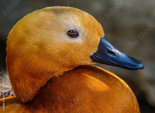 Little duck bird animal portrait