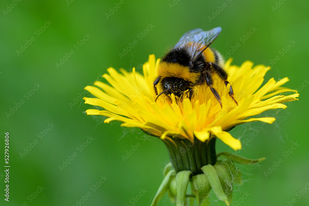 Bee on yellow flower Bee on yellow flower