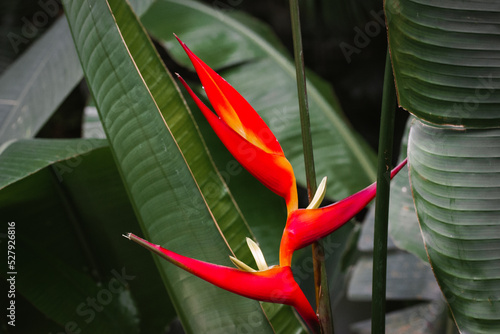 Heliconia bihai lobster plant with blooming red exotic flowers among dark green fresh foliage in a jungle, botanical garden, greenhouse. Clawns plants. Red palulu blossom. Wild natural landscape. photo