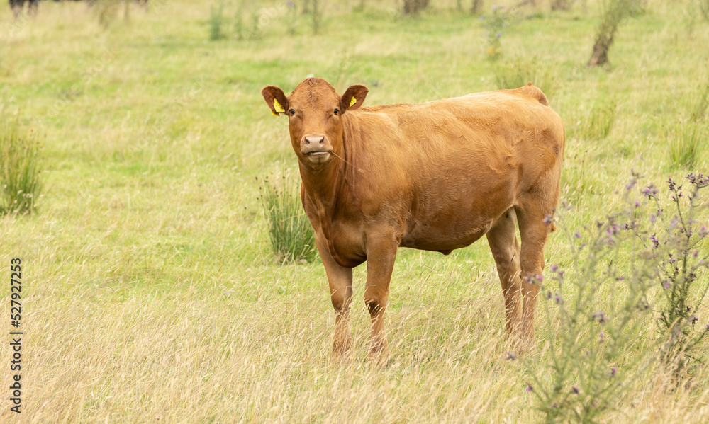  red brown standing in long grass cow facing forward looking at the camera