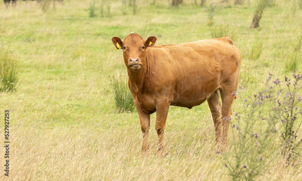 red brown standing in long grass cow facing forward looking at the camera red brown standing in long grass cow facing forward looking at the camera