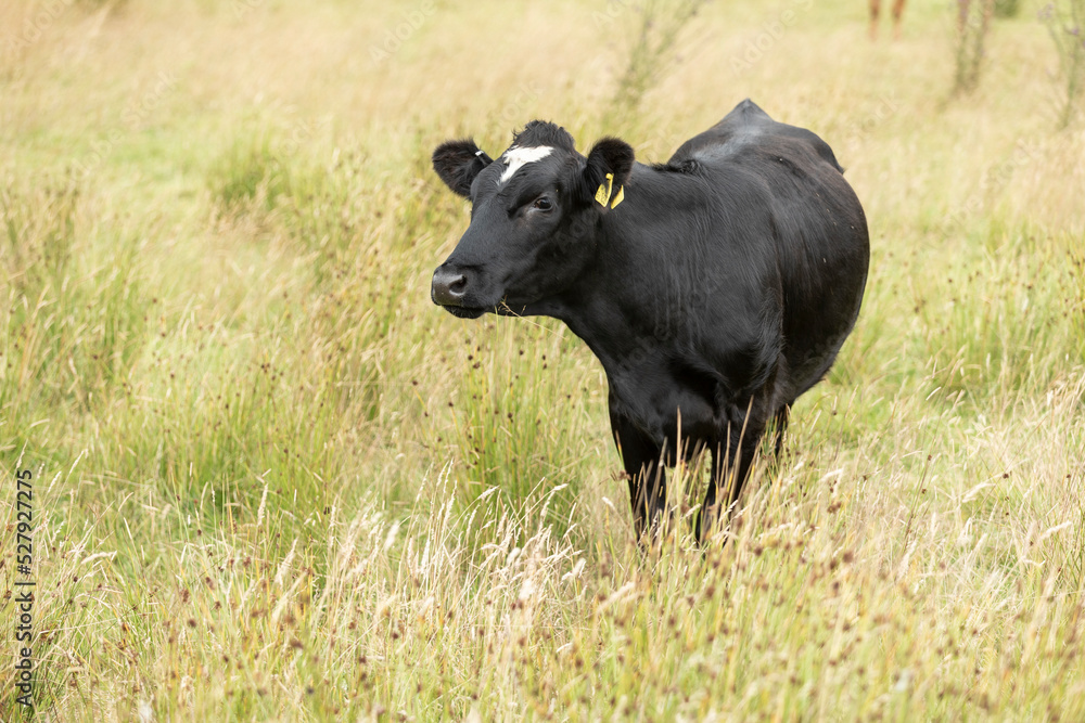 black cow standing in long grass facing forward looking at the camera black cow standing in long grass facing forward looking at the camera