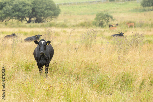 Fototapeta Naklejka Na Ścianę i Meble -   black cow standing in long grass  facing forward looking at the camera