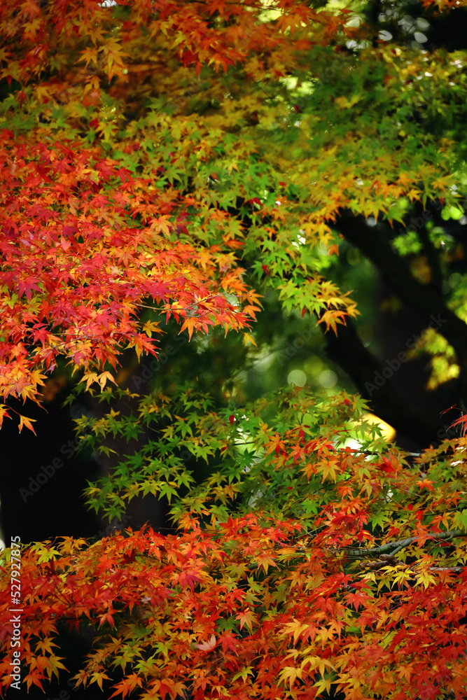 A close-up background material photo of the autumn leaves of Japanese maple that change to red color A close-up background material photo of the autumn leaves of Japanese maple that change to red color