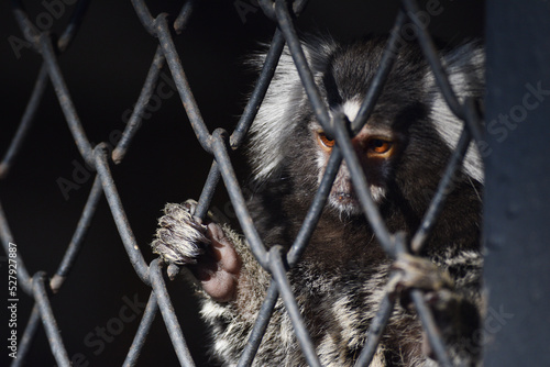 Mono triste encerrado en una jaula de metal photo