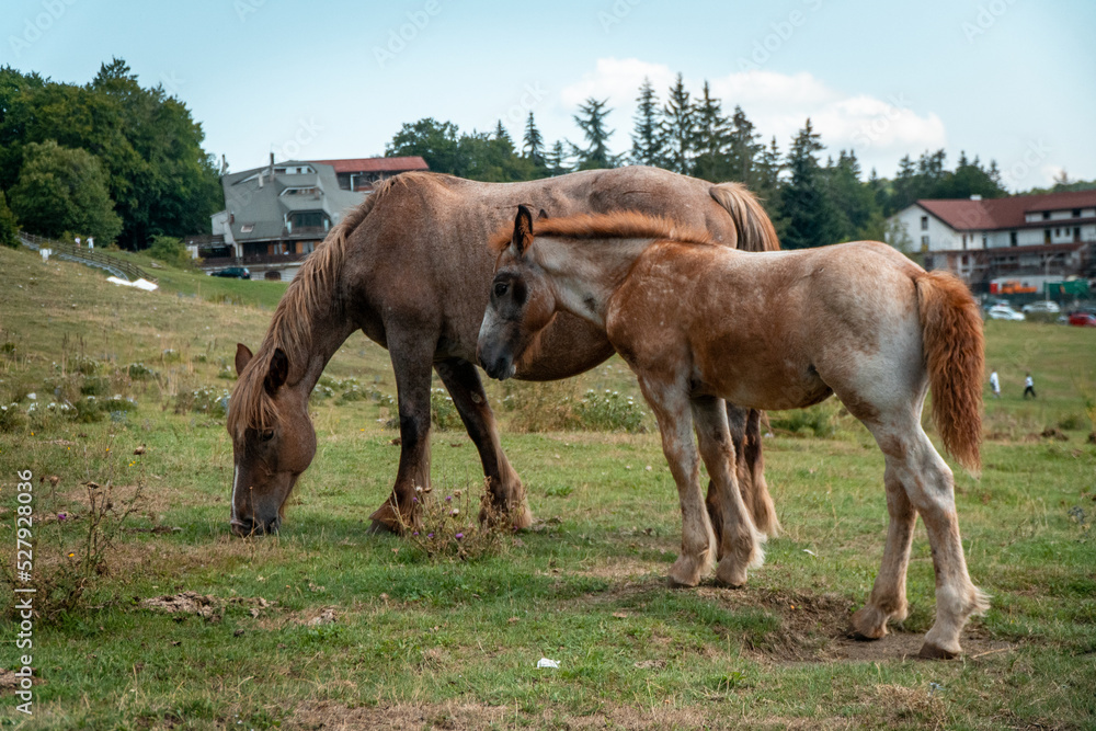Mare and Foal eating grass alone with trees and mountains in the background Mare and Foal eating grass alone with trees and mountains in the background