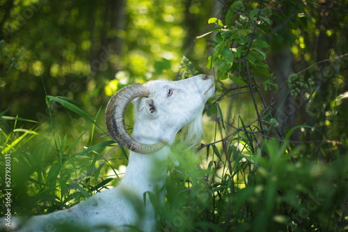 Wallpaper Mural Saanan and alpine goats on a small farm in Ontario, Canada. Torontodigital.ca