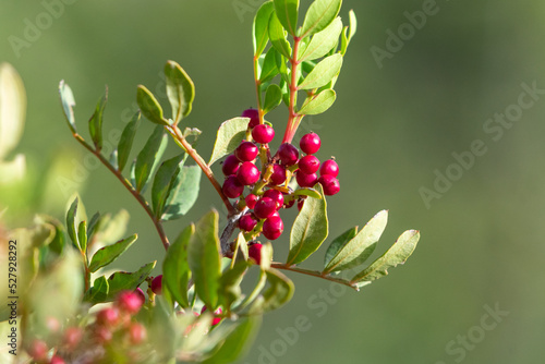 Ripe Mastic Berries (Pistacia Lentiscus) 