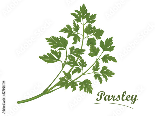 Fresh parsley on white background, isolated
