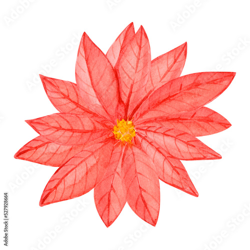 Watercolor Christmas poinsettia flower. Winter decoration. High quality illustration