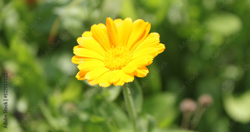 yellow flower in the grass