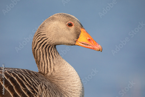 portrait of a greylag goose