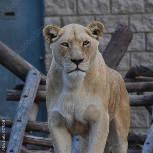 retrato de leona en posicion amenazante y segura photo