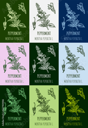 Set of  drawings of peppermint in different colors. Hand drawn illustration. Latin name MENTHA PIPERITA L.