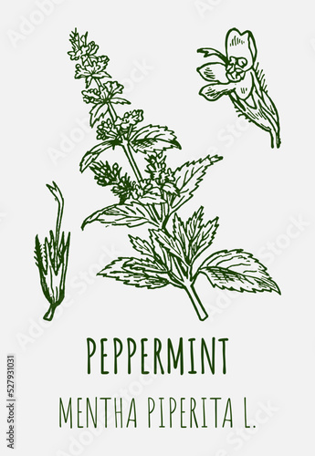 Vector drawings of peppermint. Hand drawn illustration. Latin name MENTHA PIPERITA L.